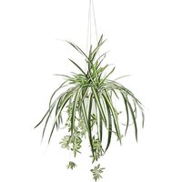 Kunstpflanze Grünlilie  my home  Höhe 75 cm  Mit Hängeampe  künstliche Wasserlilie